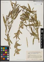 Foto von Salix acmophylla Boiss.